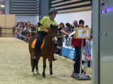 Attila du Ventoux 3eme poney Elite de France 2013, Lucky Horse (2)