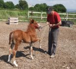 DAISY du Ventoux en Equihomologie equine 8