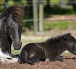 GAIA Lucky Horse Centre d'Equihomologie (3).JPG