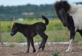 GAIA naissance LUCKY HORSE, reduit (22).JPG