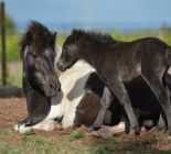 GAIA naissance LUCKY HORSE, reduit (3).JPG