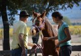 LUCKY HORSE Mazan Education poulain 4