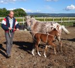 QUEEN Spot et DAISY du Ventoux Lucky Horse Mazan