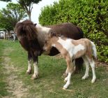 florette et cochise