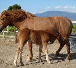 mandarine et chipie