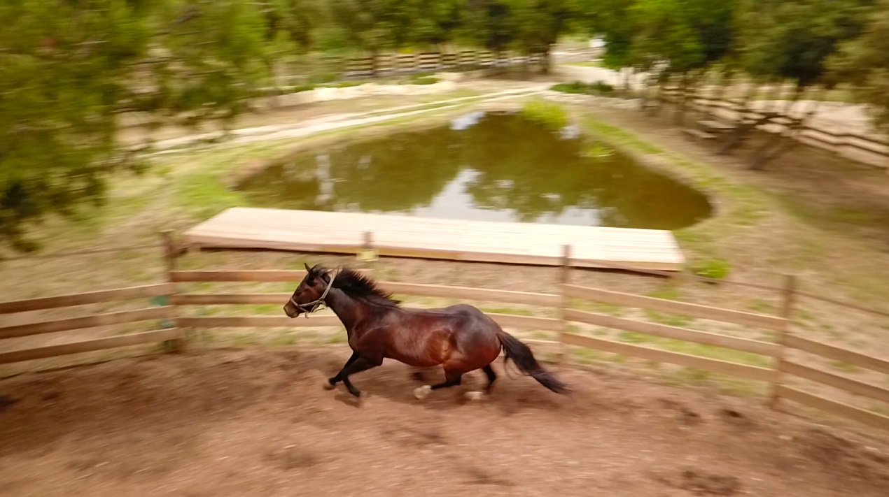 LUCKY HORSE ISOFACULTE vue aerienne Entree1 Est