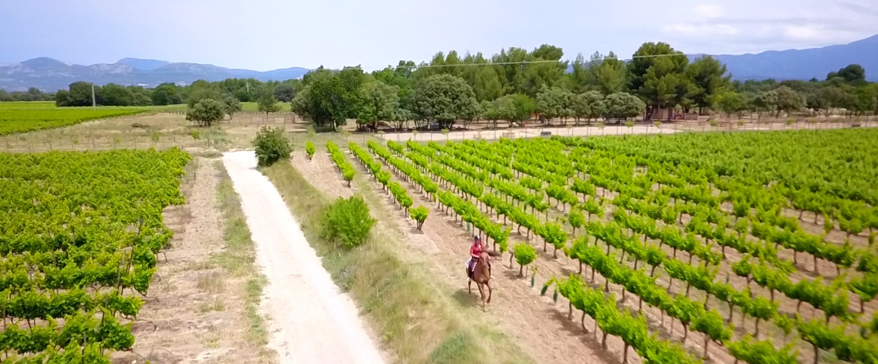 LUCKY HORSE ISOFACULTE vue aerienne vignes5