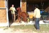 2014 Equiomologie equine poulain.JPG