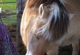 2015 LUCKY HORSE ISOFACULTE Embellie et Florette (5).JPG