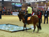 Attila du Ventoux 3eme poney Elite de France 2013, Lucky Horse (1)