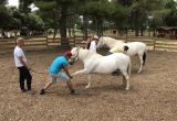 COURS EQUIHOMOLOGIE Lucky Horse Mazan (1)red