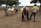 COURS EQUIHOMOLOGIE Lucky Horse Mazan (2).JPG