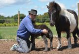 GAIA Lucky Horse Centre d'Equihomologie.JPG