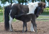 GAIA naissance LUCKY HORSE, reduit (15).JPG