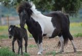 GAIA naissance LUCKY HORSE, reduit (25).JPG