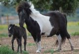 GAIA naissance LUCKY HORSE, reduit (25).JPG