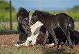 GAIA naissance LUCKY HORSE, reduit (3).JPG
