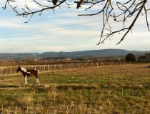 Parc du Mercadier Lucky Horse Mazan.JPG