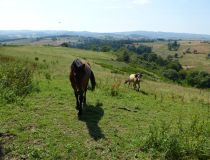 Pres du stade Lucky Horse Perigneux.JPG